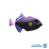 Pinktail triggerfish (Melichthys vidua)