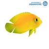 Heralds angelfish (Centropyge heraldi)