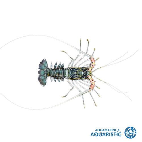 5-8cm Painted Crayfish (Baby Sized)