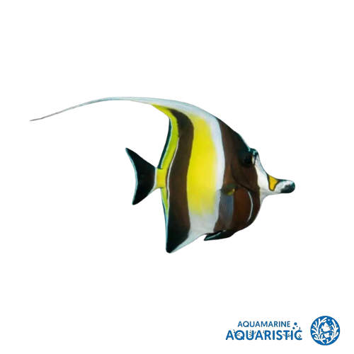 Moorish Idol (Zanclus cornutus)