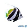 Bannerfish (Heniochus diphreutes)
