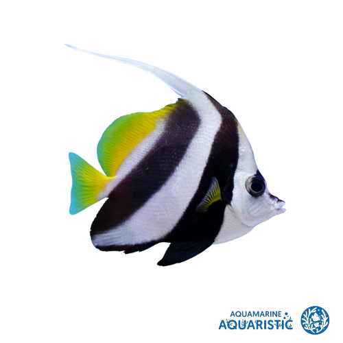 Bannerfish (Heniochus diphreutes)