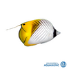 20CM Threadfin Butterfly (Chaetodon auriga)