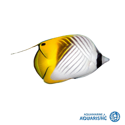 20CM Threadfin Butterfly (Chaetodon auriga)