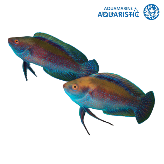 Dotted Fairy Wrasse (Cirrhilabrus punctatus)