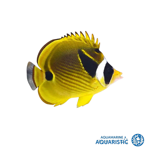 Racoon Butterfly (Chaetodon lunula)