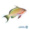 Threadfin Anthias (Pseudanthias huchtii)