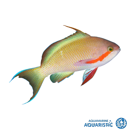Threadfin Anthias (Pseudanthias huchtii)