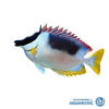 Magnificent Foxface (Siganus magnificus)