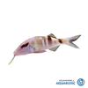 Manybar goatfish (Parupeneus multifasciatus)