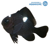 Domino Damsel (Dascyllus trimaculatus)