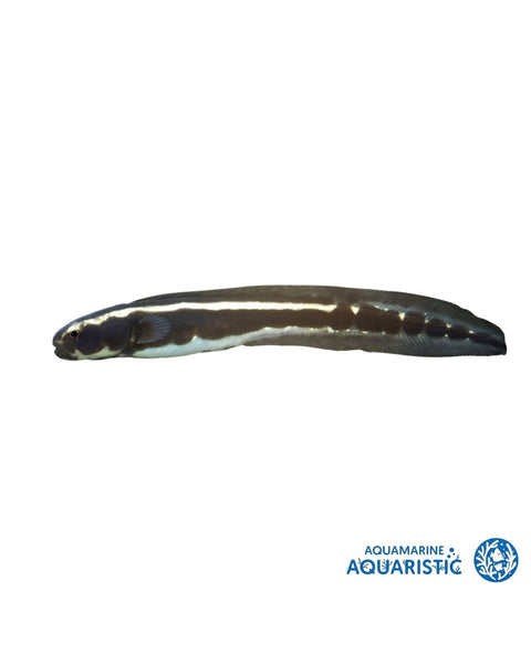 Engineer Goby (Pholidichthys leucotaenia)