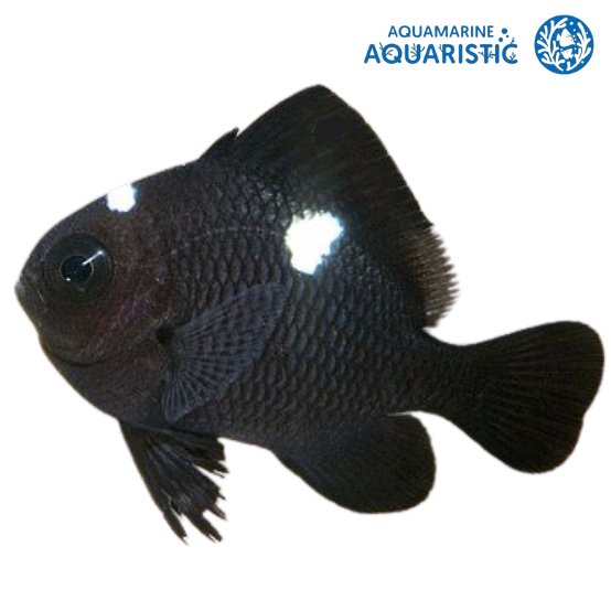 Domino Damsel (Dascyllus trimaculatus)