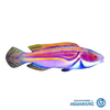 Labouti Fairy Wrasse (Cirrhilabrus Laboutei)