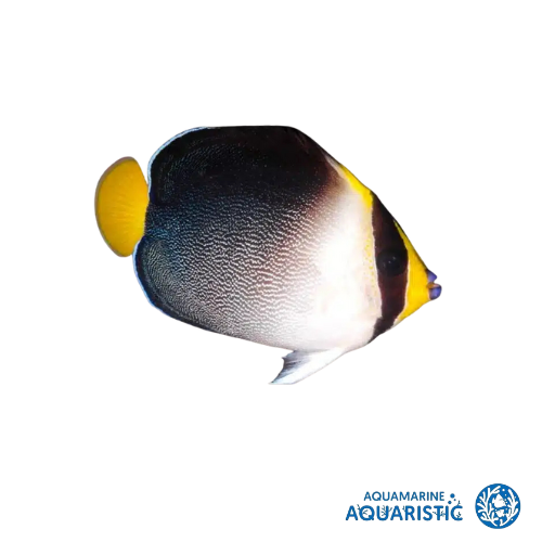 Singapore Angelfish  (Chaetodontoplus mesoleucus)
