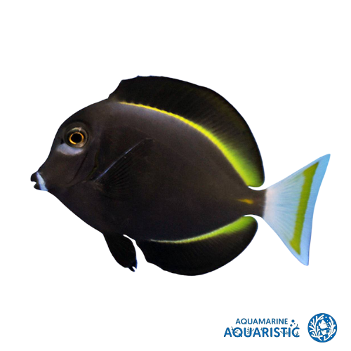 Gold Rim Tang (Acanthurus nigricans)
