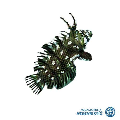 Juvenile Dragon Wrasse (Novaculichthys taeniourus)