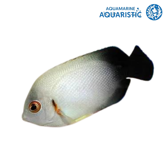 Pearlscale angelfish (Centropyge vroliki)
