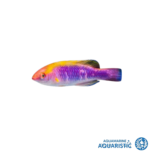 Lubbocks Fairy Wrasse (Cirrhilabrus lubbocki)