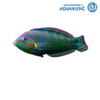 Melanurus Wrasse (Halichoeres melanurus)