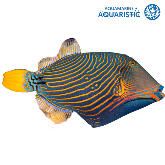 Orange-lined triggerfish (Balistapus undulatus)