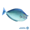 Spotted Unicornfish (Naso brevirostris)