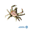 Decorator Crab (Majidae)