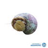 Turbo Snail (Gastropoda)