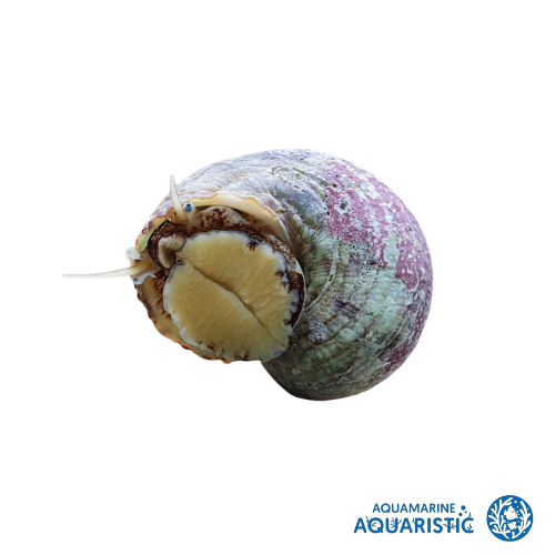 Turbo Snail (Gastropoda)