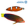 Red Coris Wrasse (Coris gaimard)