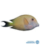 Fine lined Bristletooth tang (Ctenochaetus striatus)