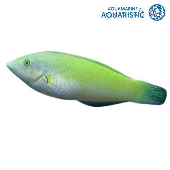 Pastel-Green Wrasse (Halichoeres chloropterus)