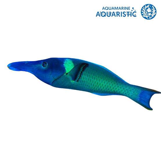 Birdnose wrasse (Gomphosus varius) MALE