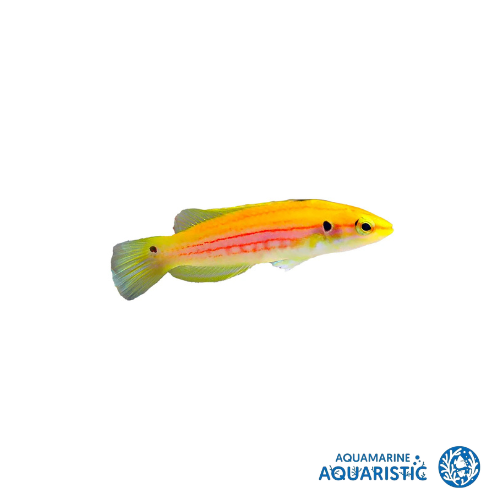 Yellow Candy Hogfish (Bodianus Bimaculatus)