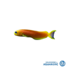 Golden Midas Blenny (Ecsenius midas)
