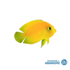 Herald's Angelfish (Centropyge heraldi)