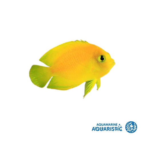 Herald's Angelfish (Centropyge heraldi)