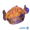 Pick Speckled Porcupine Pufferfish (Moreton Bay)