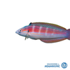 Slender Rainbow Wrasse (Suezichthys gracilis)