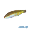 Goldlined Coris Wrasse (Coris aurilineata)
