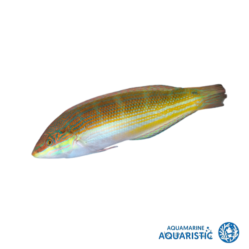 Goldlined Coris Wrasse (Coris aurilineata)