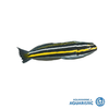 Gold Lined Fang Blenny (Meiacanthus lineatus)