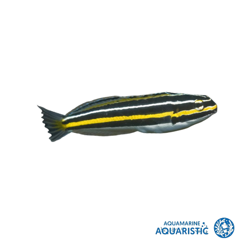 Gold Lined Fang Blenny (Meiacanthus lineatus)