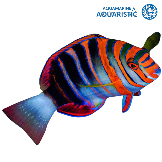 Harlequin tuskfish (Choerodon fasciatus)