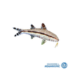 Bartail goatfish (Upeneus tragula)
