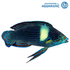 Tubelip wrasse (sps eater)(Labrichthys unilineatus)