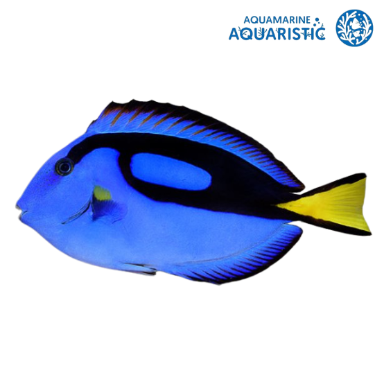 Blue tang (Paracanthurus hepatus)