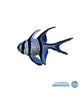 Banggai Cardinal (Captive-Bred)(Pterapogon kauderni)