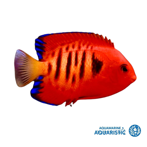 10cm Flame Angel (Coral Sea) (Centropyge loricula)