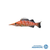 Longnose Hawkfish (Oxycirrhites typus)